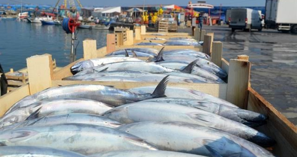 Tekirdağ'da Palamut Sezonu Yoğun Geçiyor: Tanesi 100 İla 150 Liradan Satılıyor