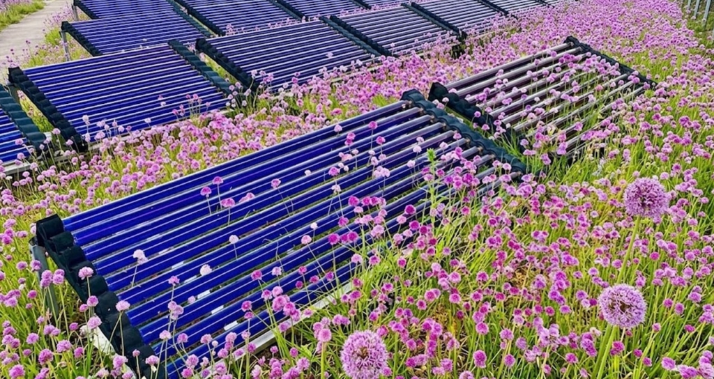 Çatı Tipi Agrivoltaik Sistemlerde Safran Üretimi Çiçek Verimini İki Katına Çıkarıyor
