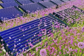 Çatı Tipi Agrivoltaik Sistemlerde Safran Üretimi Çiçek Verimini İki Katına Çıkarıyor
