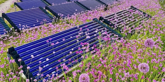 Çatı Tipi Agrivoltaik Sistemlerde Safran Üretimi Çiçek Verimini İki Katına Çıkarıyor
