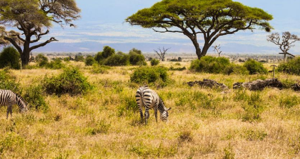 Kenya Savanında 18 Yıllık Deney Büyük Otçulların Bitki Örtüsüne Etkisini Ortaya Koydu