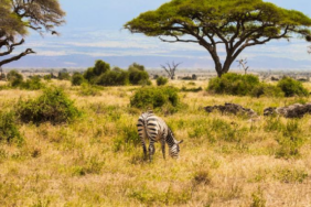 Kenya Savanında 18 Yıllık Deney Büyük Otçulların Bitki Örtüsüne Etkisini Ortaya Koydu