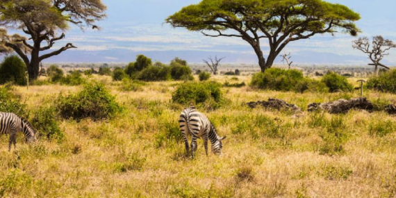 Kenya Savanında 18 Yıllık Deney Büyük Otçulların Bitki Örtüsüne Etkisini Ortaya Koydu