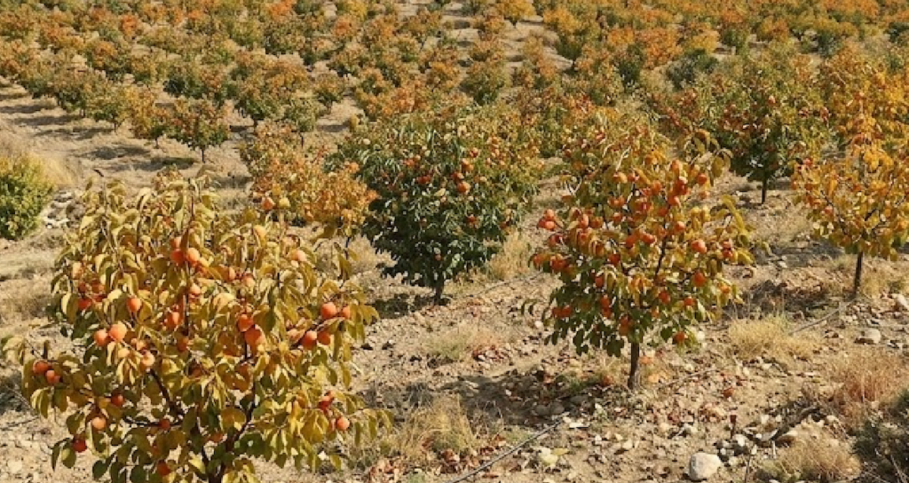 Türkiye'de Üretilen Cennet Hurması Yaş ve Kuru Çeşitleriyle Dünya Pazarlarına İhraç Ediliyor